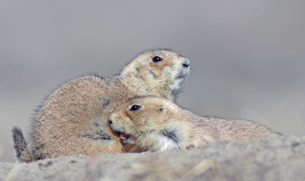 two prairie dogs