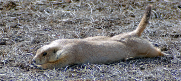 Lazy Splitty Prairie Dog lays down