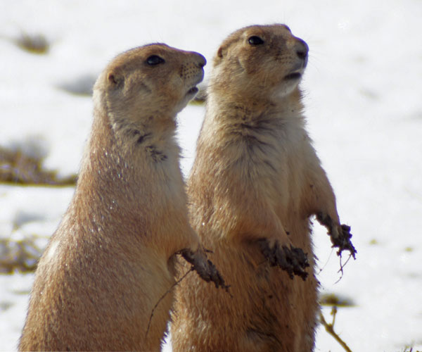 what was that?! prairie dogs standing together