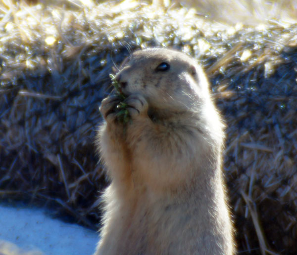 Prairie Dog munching down