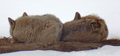 Creamy and Foxy snuggle cold coyotes snuggling
