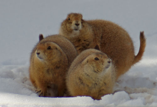 York, Splitty, and (I think) Treppy huddle over their hole cold prairie dogs together