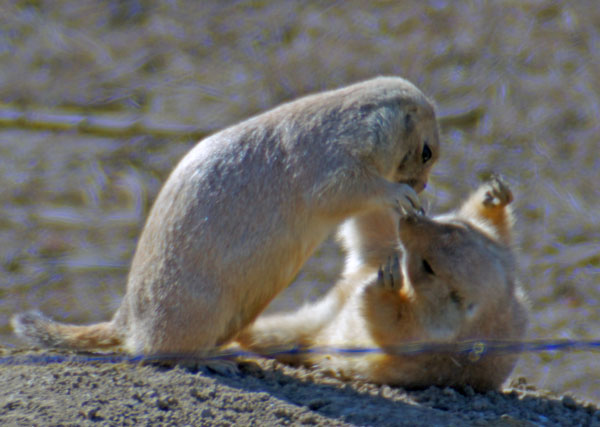 gotcha! prairie dog wrassling