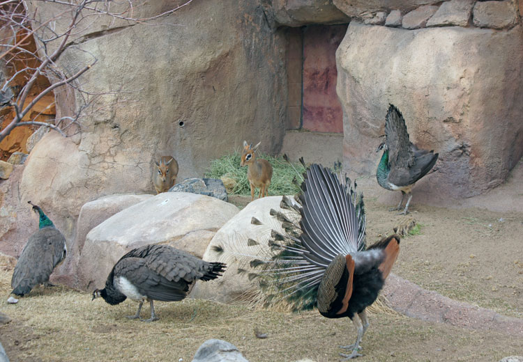 Peacocks, and Peahens, and Dik-diks, Oh My! Peacocks, and Peahens, and Dik-diks, Oh My!