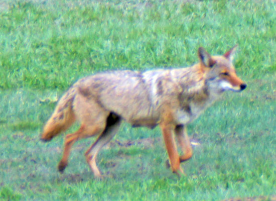 Foxy, the coyote, 2013 Foxy, the coyote, 2013