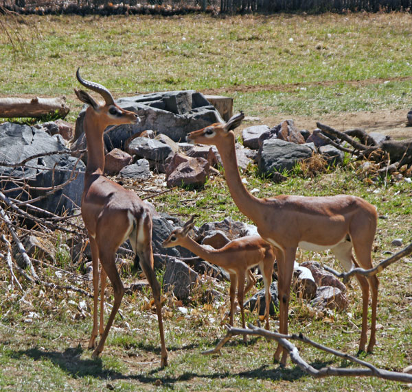 gerenuk family gerenuk family