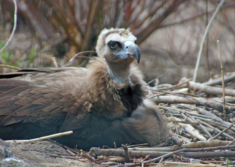 Cinny Cinereous Vulture