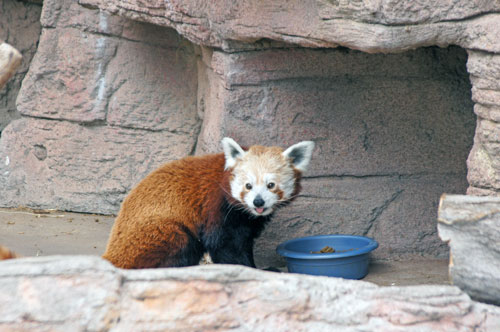 Daisy, red panda Daisy, red panda