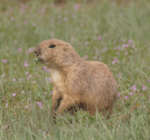 om nom nom munching prairie dog