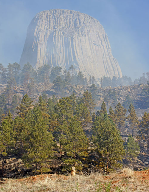 Devil's Tower and Prairie Dog Devil's Tower and Prairie Dog