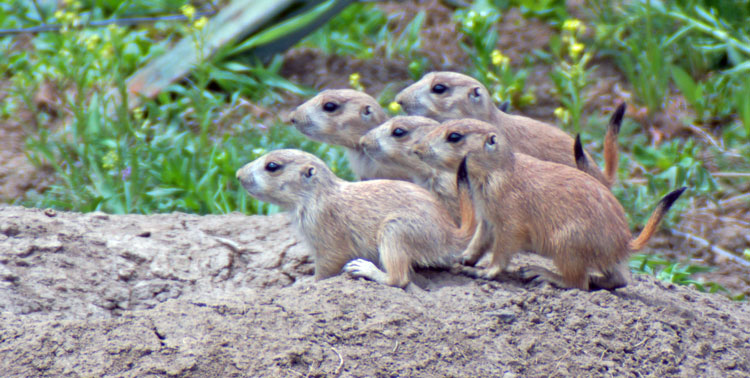 Builder Babies Five Baby Prairie Dogs