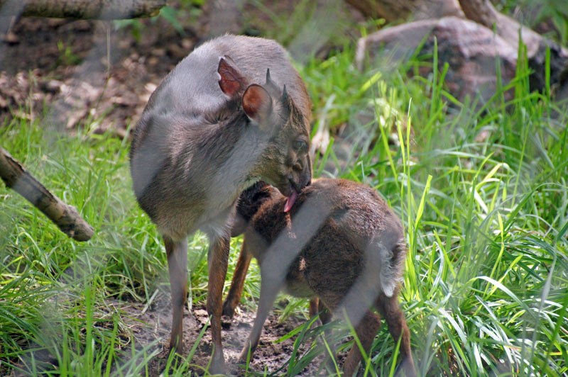 Blue Duiker Blue Duiker