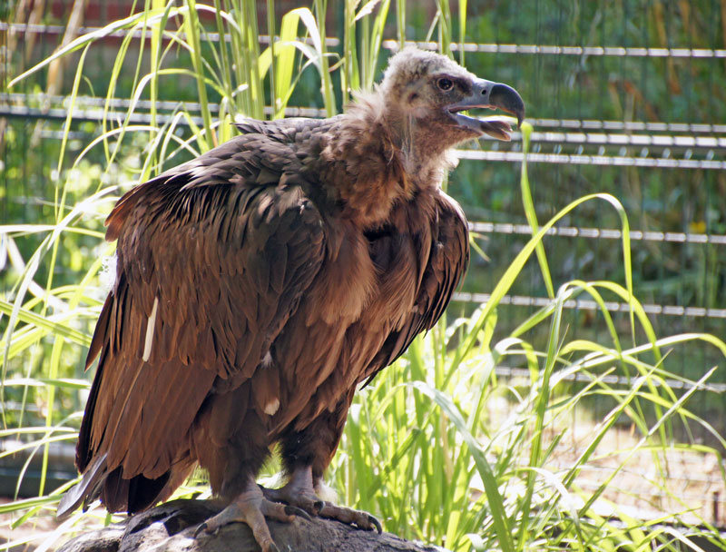Cinereous Vulture Cinereous Vulture