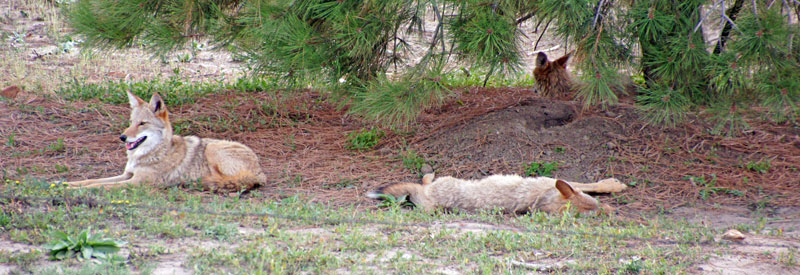 Champion, the three-legged Coyote, Smiling Champion Smiling