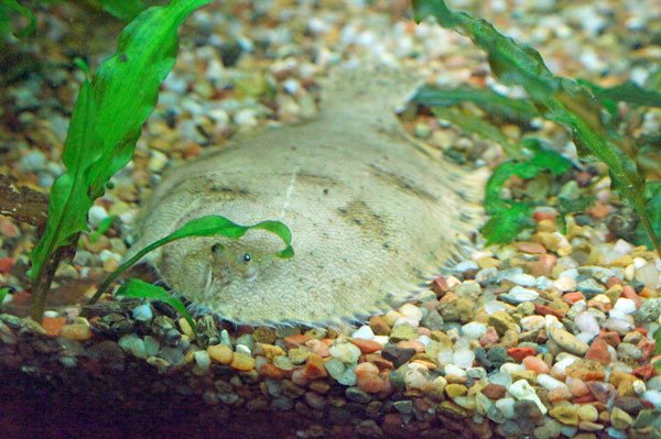 flounder flounder