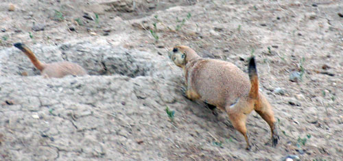 Prairie Dog Dash Halfy dash