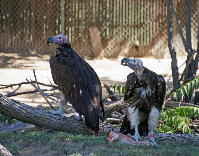 Lappet Faced Vultures Lappet Faced Vultures