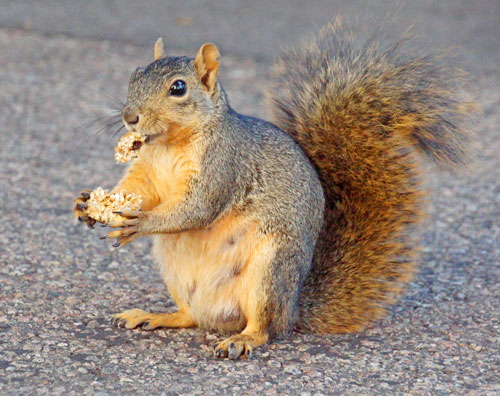fox squirrel with granola fox squirrel with granola