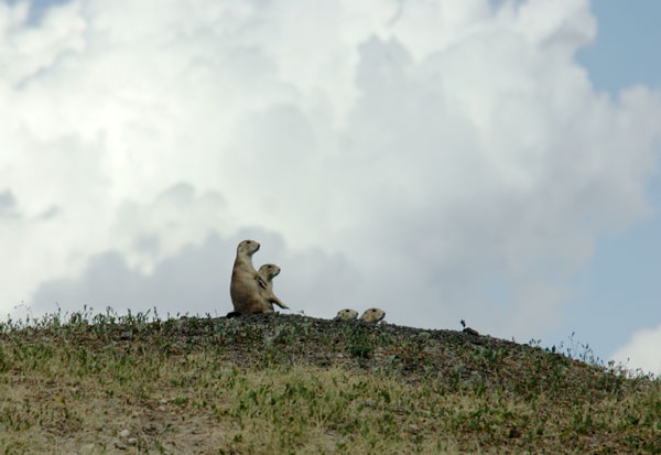nuclear family prairie dog family