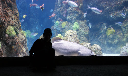When Groupers Attack giant grouper