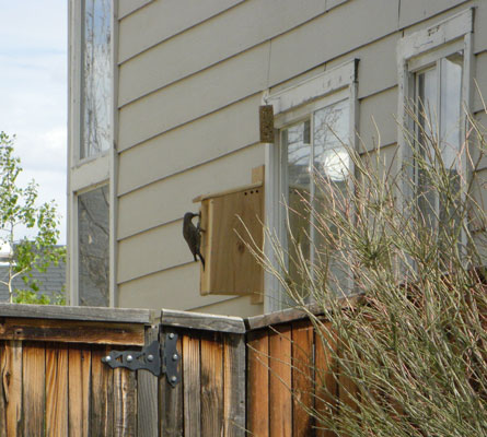 New Pet Flicker? Flicker at Nesting Box