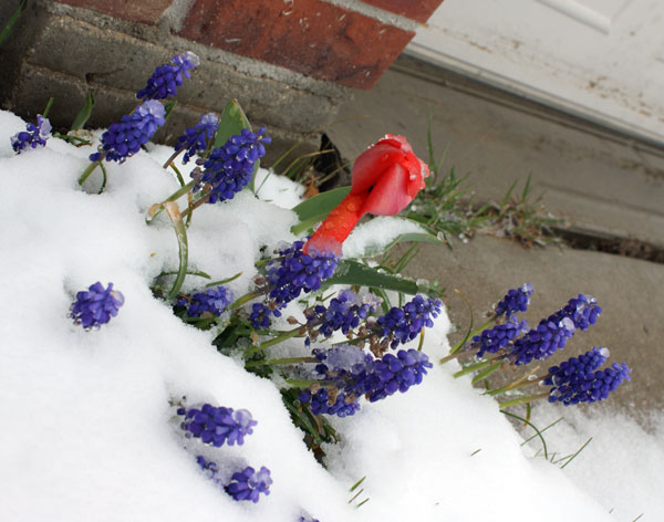 snowy flowers snowy flowers
