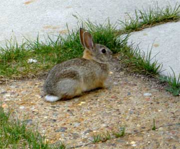 baby bunny baby bunny